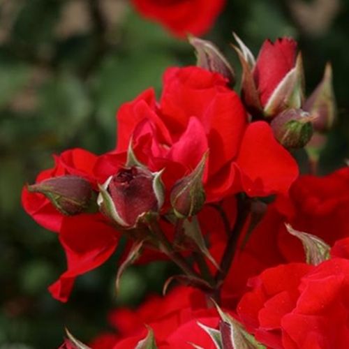 Rosa Brillant Korsar ® - rojo - Árbol de Rosas Floribunda - rosal de pie alto- forma de corona tupida